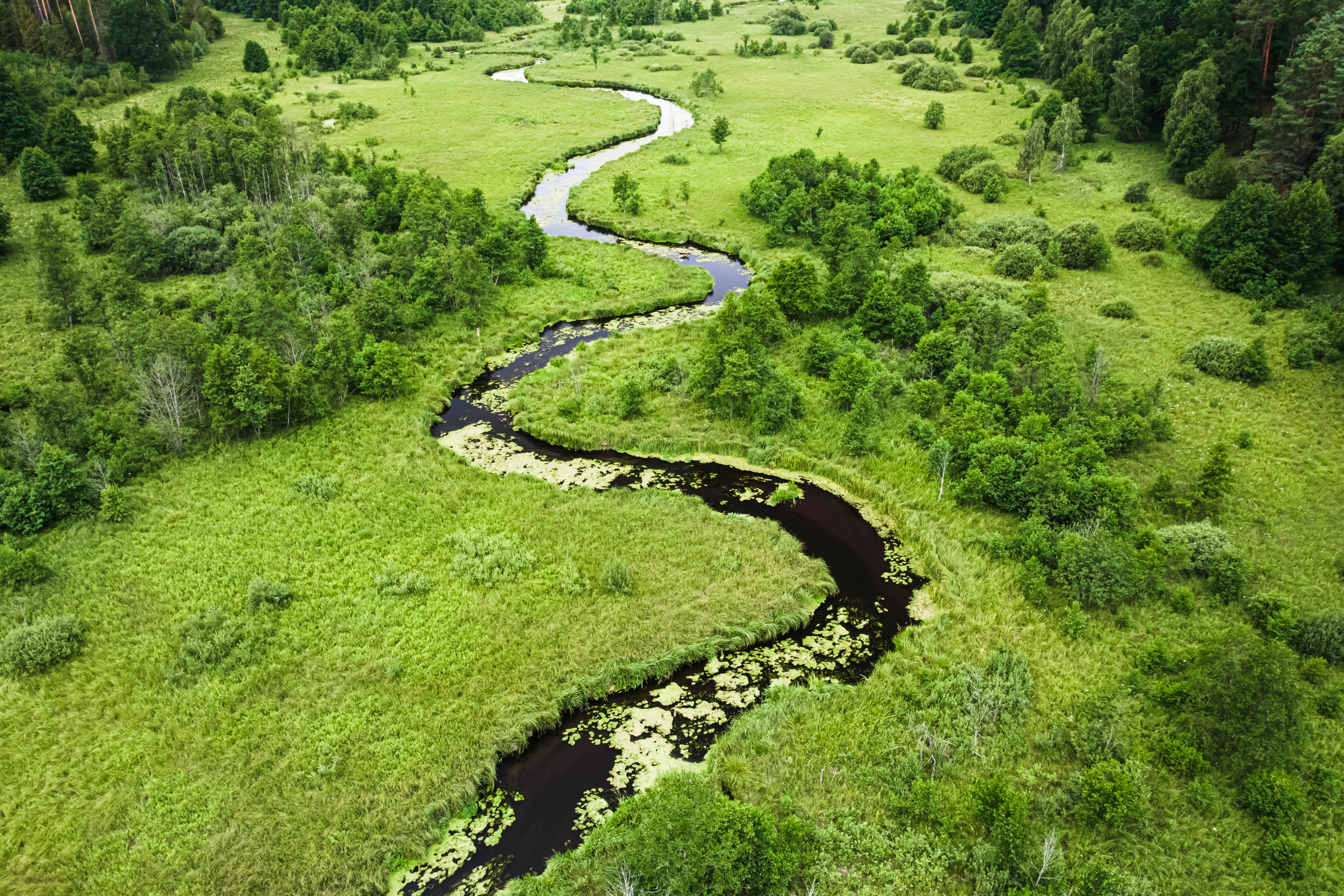 Small river through wetland